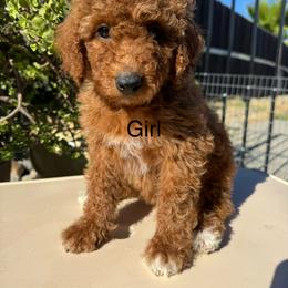 Beige - Red  female Poodle puppy in Sacramento, California from Golden doodles  Lovers
