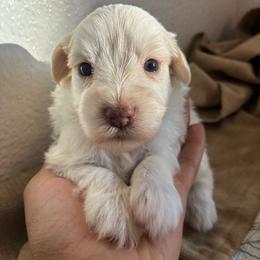 Zion - Parti male Miniature Schnauzer puppy in Hemet, California from Journee Home Mini Schnauzers