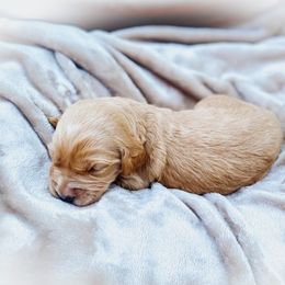 Goldendoodle Puppies from Peachy Doodles