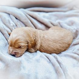 Goldendoodle Puppies from Peachy Doodles