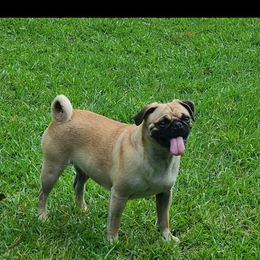 Maisy - Pug