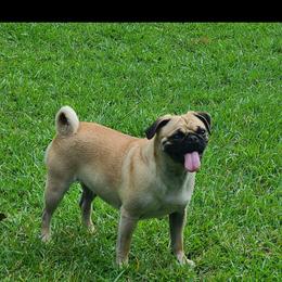 Maisy - Pug