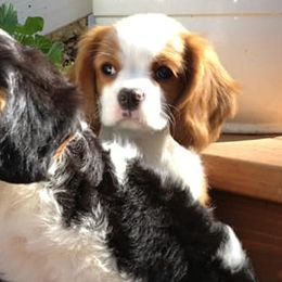 Cavalier King Charles Spaniels from Lap Warmers Cavaliers
