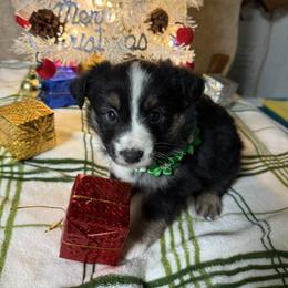 Black tri girl - Black tri female Miniature Australian Shepherd puppy in Graham, North Carolina from Thompson Farm Mini Aussies