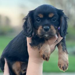Purple ribbon - Black and tan female Cavalier King Charles Spaniel puppy in Graysville, Tennessee from Country Goldens and Mountain Top Cavaliers