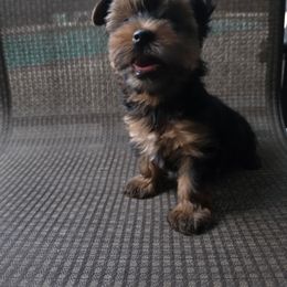 Lulu - Blue and gold female Yorkshire Terrier puppy in Lake Jackson, Texas from Furever Paws