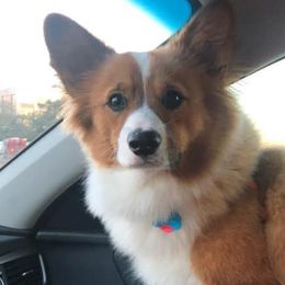 Pembroke Welsh Corgis from Ogeechee Creek Kennels