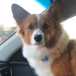 Pembroke Welsh Corgis from Ogeechee Creek Kennels
