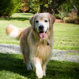 Tamarack - Golden Retriever