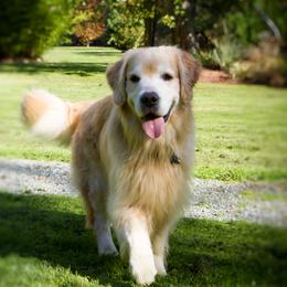 Tamarack - Golden Retriever