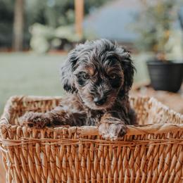 Blue Boy F1B Mini Goldendoodle - Merle male Goldendoodle puppy in Mckinney, Texas from Doodles of North Tx