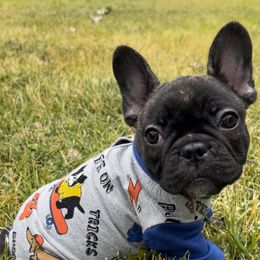 French Bulldog Puppies from Divine French Bulldogs