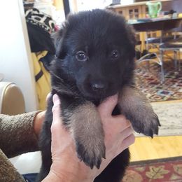 German Shepherd Puppies from Lindenhill GSD