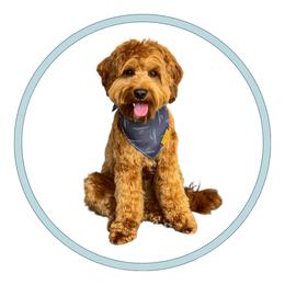Bennett - Goldendoodle