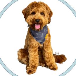 Bennett - Goldendoodle