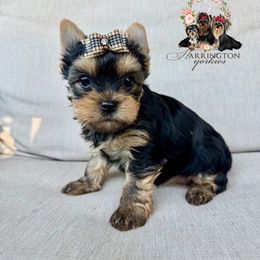 AKC Sparkles - Blue and gold female Yorkshire Terrier puppy in Bloomingdale, Georgia from Harrington Yorkies