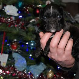 Sirrea - Brindle female Boxer puppy in Thompson, Pennsylvania from Moonlitboxers