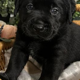 Labrador Retrievers from Cedarwood Arrow Labradors
