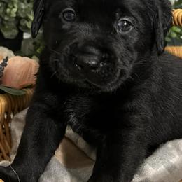 Labrador Retrievers from Cedarwood Arrow Labradors