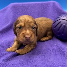 Male 2 - Red male Dachshund puppy in Spanaway, Washington from 11 Oaks Kennels