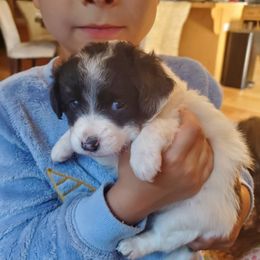 Liberty - Black and white female Aussiedoodle puppy in Grants Pass, Oregon from Down Under Doodles