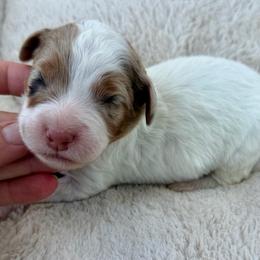 Blue collar boy - Brown and white male Bernedoodle puppy in Colorado Springs, Colorado from Mercy Mountain Bernedoodles