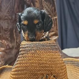 Shania - Black and tan female Dachshund puppy in Austin, Texas from Glorious Minis