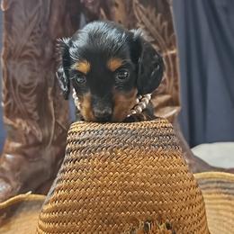 Shania - Black and tan female Dachshund puppy in Austin, Texas from Glorious Minis