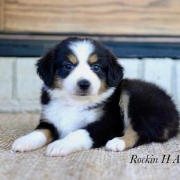 Girl 1 - Black tri female Toy Australian Shepherd puppy in Russellville, Arkansas from Rockin H Aussies