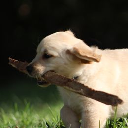 Golden Retriever Puppies from Golden Barnes Kennel