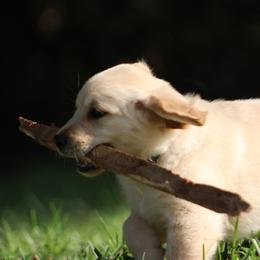 Golden Retriever Puppies from Golden Barnes Kennel