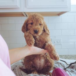 Goldendoodle Puppies from Abner Creek Doodles