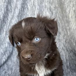 Wrangler - Red & white male Australian Shepherd puppy in Quaker City, Ohio from Wagon Wheel Aussies and Corgi’s