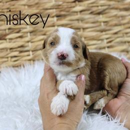 Whiskey - Red  male Goldendoodle puppy in Casa Grande, Arizona from AzDoodle Dandies