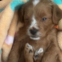 Mr. Orange - Red male Cavapoo puppy in Nampa,, Idaho from Clig Doodle Days