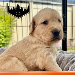 Girl 2 - Golden female Golden Retriever puppy in Star, Idaho from Gold Treasure Retrievers
