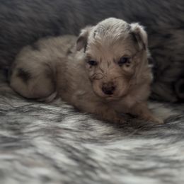 Prada - Red merle female Australian Shepherd puppy in Windsor, New York from Double B Aussies