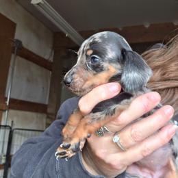 Black and tan dapple smooth girl - Dapple female Dachshund puppy in Caldwell, Idaho from Dozendachs