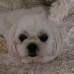 G - Shih Tzu