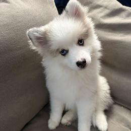 Thumper - Merle female Pomsky puppy in West Sacramento, California from Pinkie's Pomskies