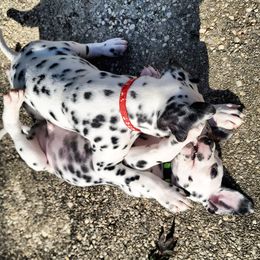 Dalmatian Puppies from LINY Dalmatians