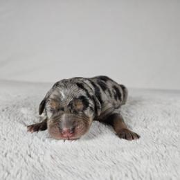 Skye - Blue merle female Catahoula Leopard Dog puppy in Doerun, Georgia from Twig & Tail Puppies