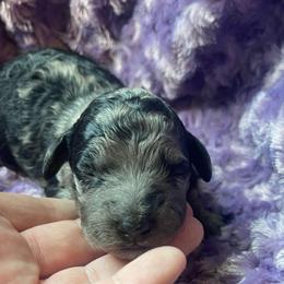 Phantom Merle female - Merle female Bernedoodle puppy in Clarksville, Iowa from Iowa Heartland Doodles