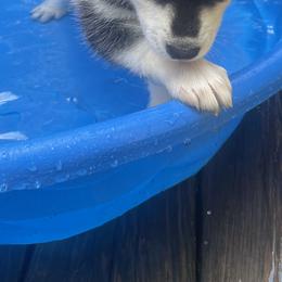 Siberian Husky Puppies from Heddens Husky Hideaway
