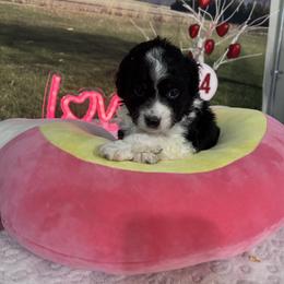 Sampson - male Australian Mountain Doodle puppy in Lincoln, Nebraska from GRand Doodles