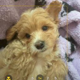 Michelle - Apricot female Maltipoo puppy in Buffalo, New York from Debra Stacey's Maltipoo Puppies