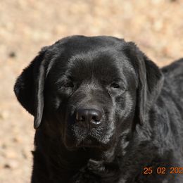 French Bulldog and Labrador Retriever Puppies from Gainesfield Labradors