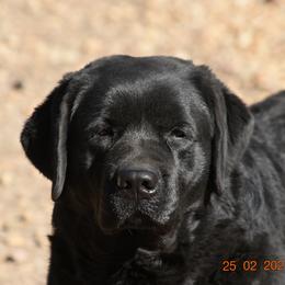 French Bulldog and Labrador Retriever Puppies from Gainesfield Labradors