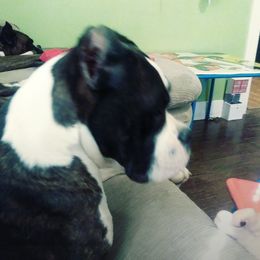 Zeus - Boxer