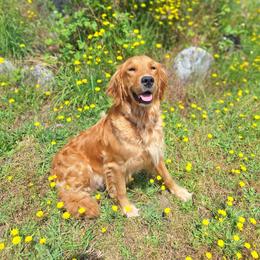 Cider - Golden Retriever